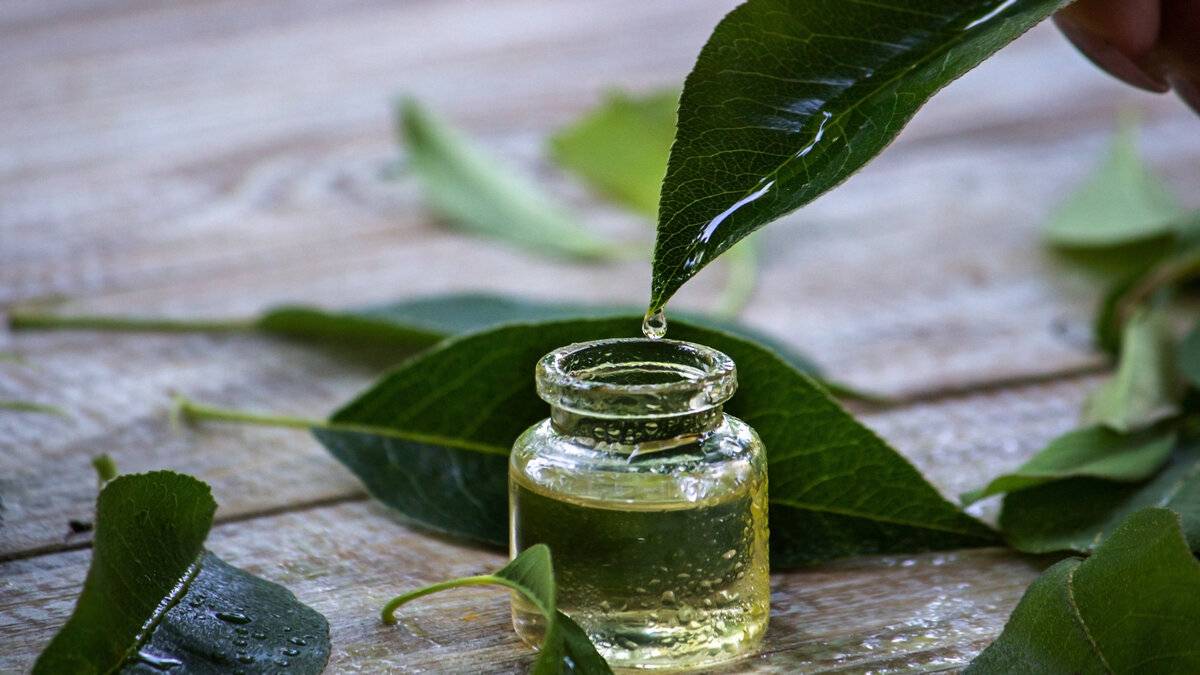 Aceite de Árbol de Té: El Milagro de la Naturaleza